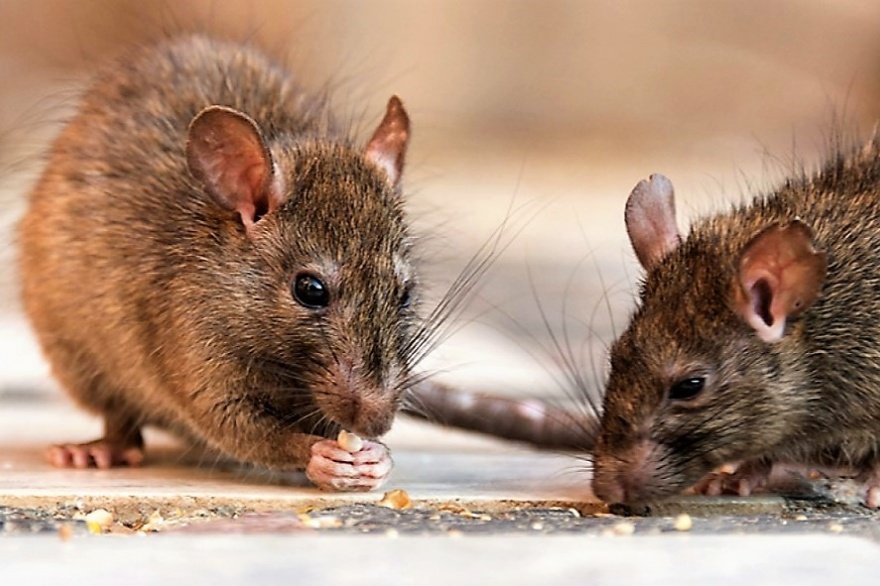 ¡ALERTA SANITARIA! Casos de leptospirosis se disparan y cobran 19 vidas en lo que va de año
